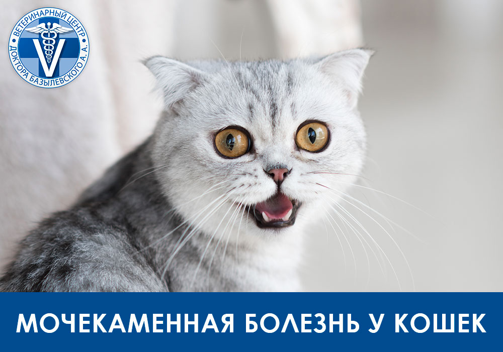 Мочекаменная болезнь (МКБ) у кошек. Что это такое?