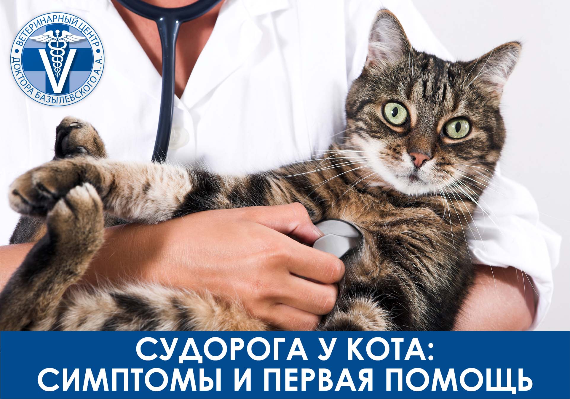 судорога у кота симптомы и первая помощь