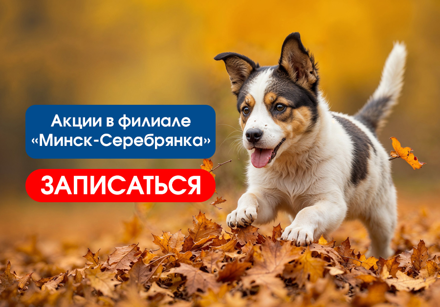 Акции Минск-Серебрянка октябрь