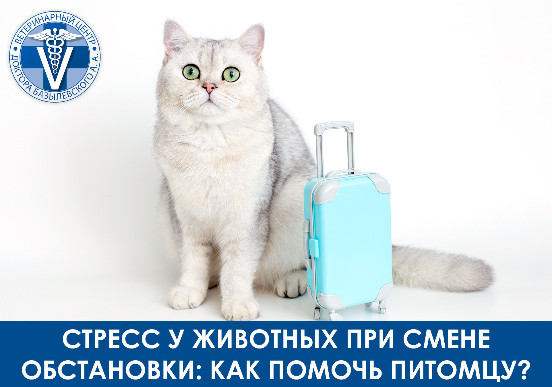Кошка и чемодан