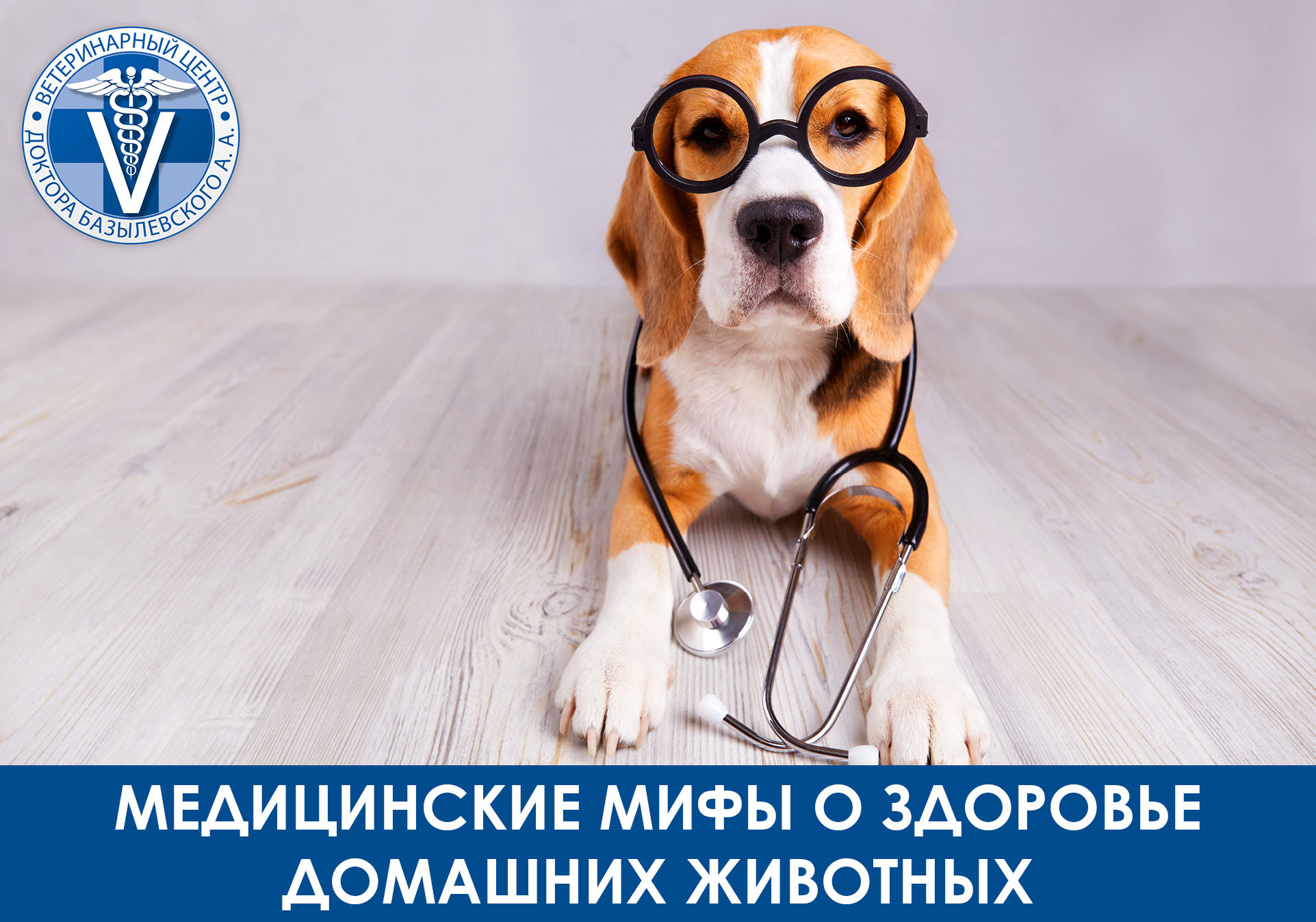 Популярные заблуждения о здоровье домашних любимцев