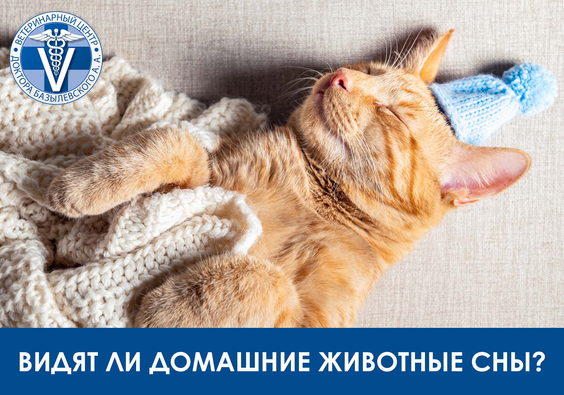 видят ли домашие животные сны