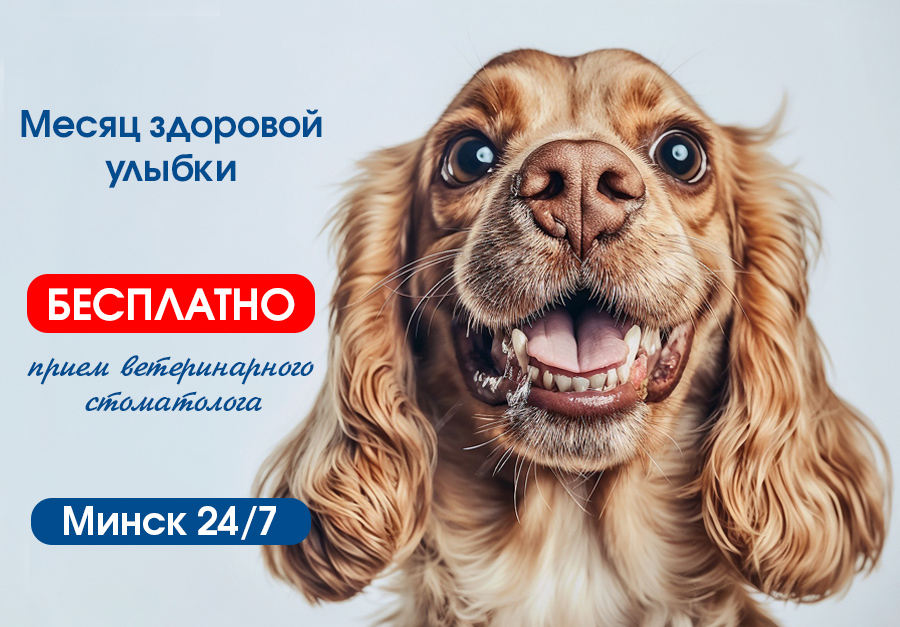 mesyac-zdorovoy-ulybki Месяц здоровой улыбки