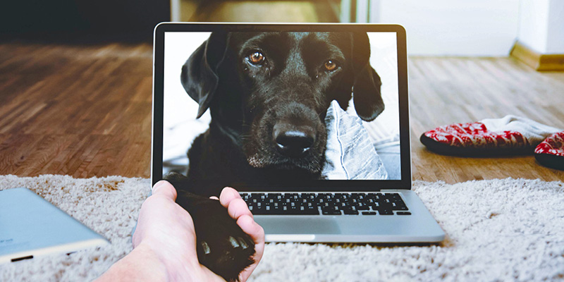 sobaka-na-ekrane-kompyutera Кремация домашних животных