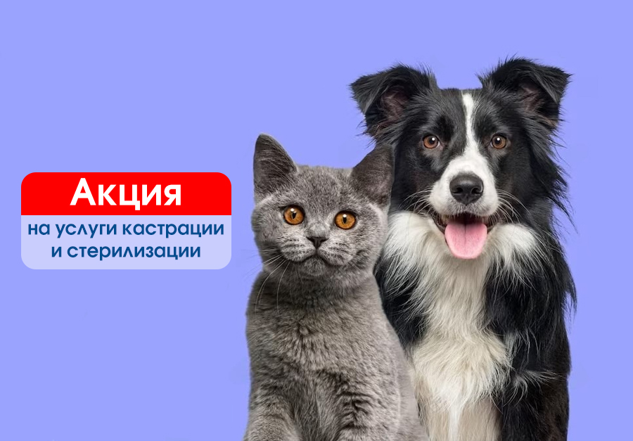 spay-day Открываем запись на SpayDay 2024!