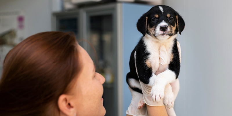 shchenok-na-rukah-u-veterinarnogo-vracha Ветеринарные станции в Минске