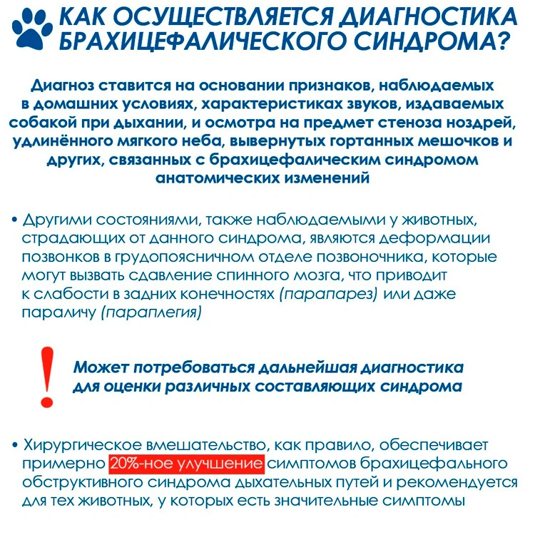 diagnostika-brahicefalicheskogo-sindroma Оценка состояния дыхательной системы собак-брахицефалов