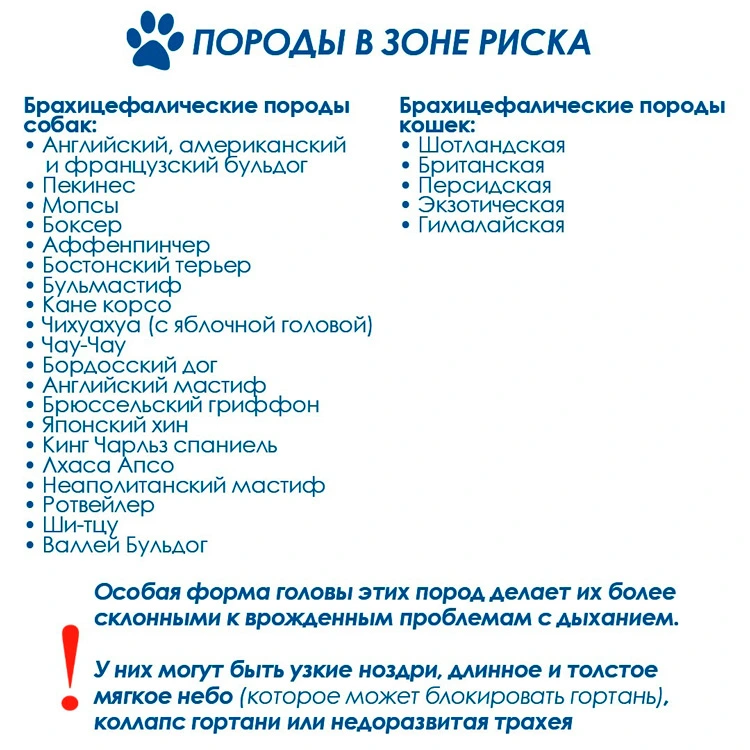 porody-v-zone-riska Оценка состояния дыхательной системы собак-брахицефалов