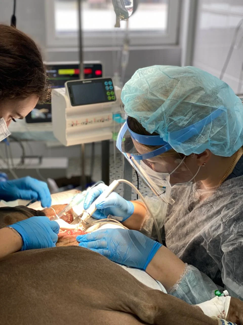 veterinarnyy-stomatolog-tumas-nadezhda Специальное предложение для клиентов филиала "Минск"