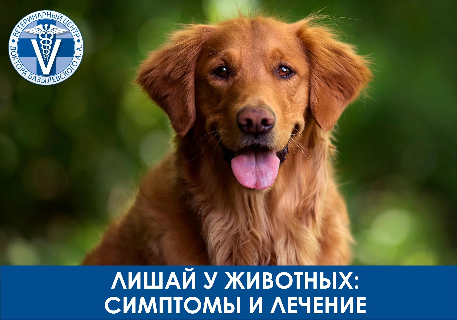Lishay_U_Zhivotnykh_Kopia