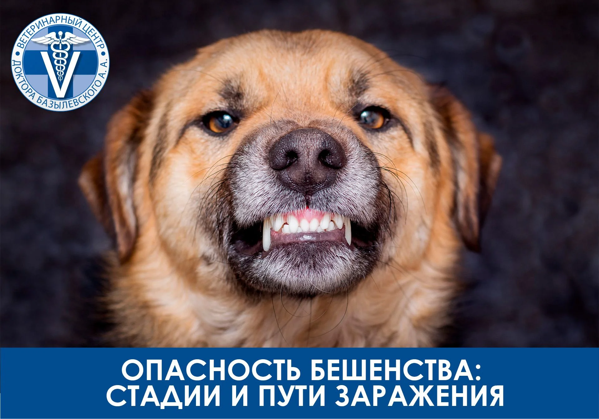 бешенство