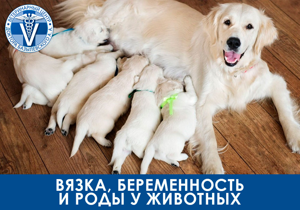 Вязка, беременность и роды у животных. Подробная информация