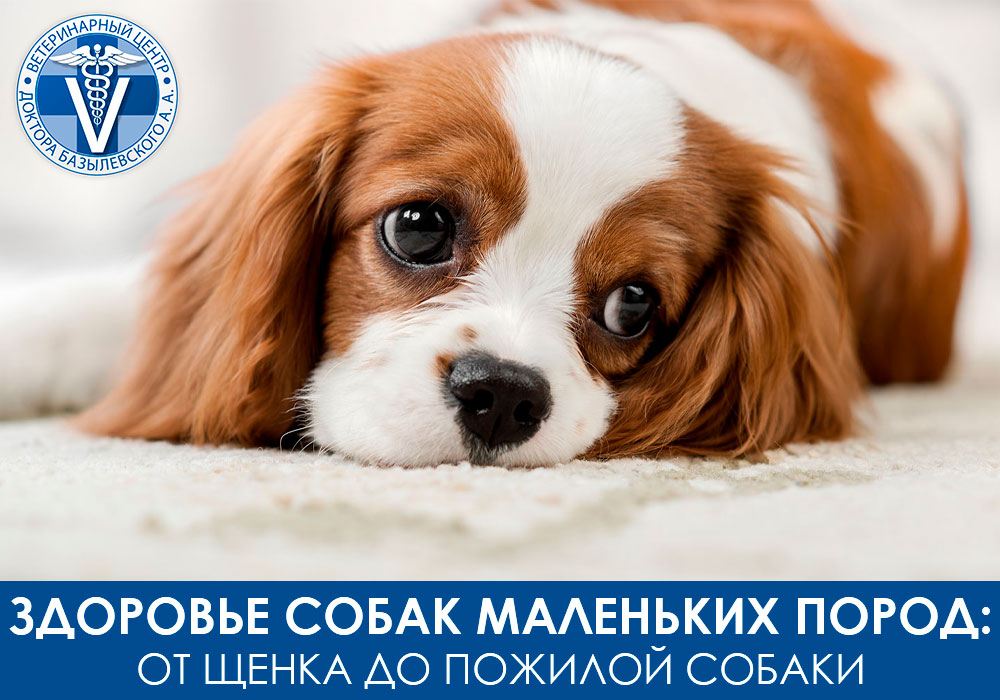 Как сохранить здоровье маленьких собак