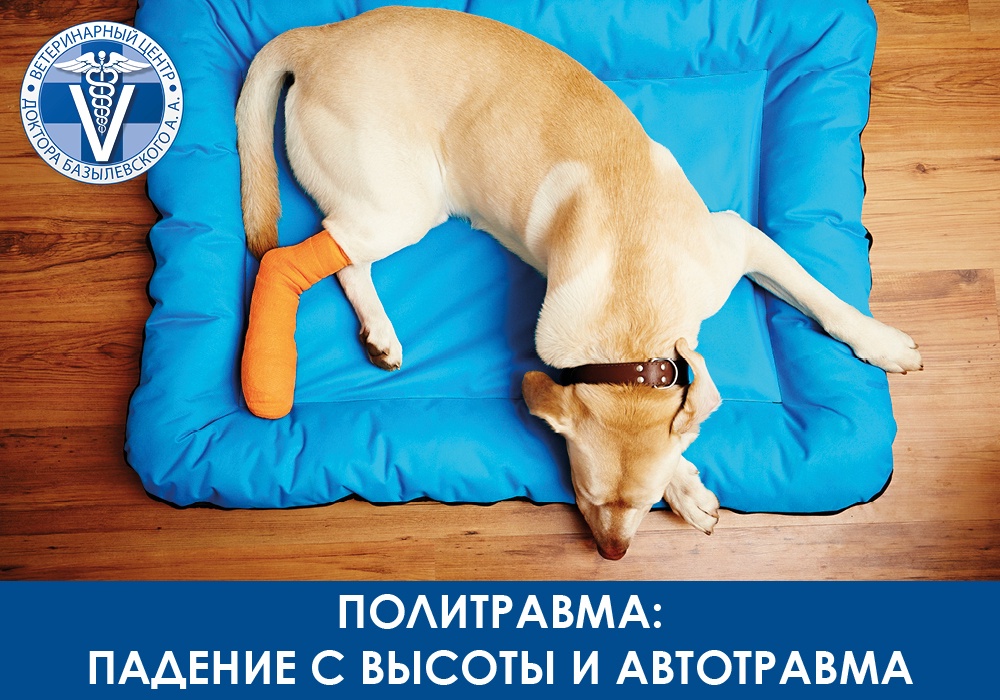 Политравма у животного? Что такое политравма?