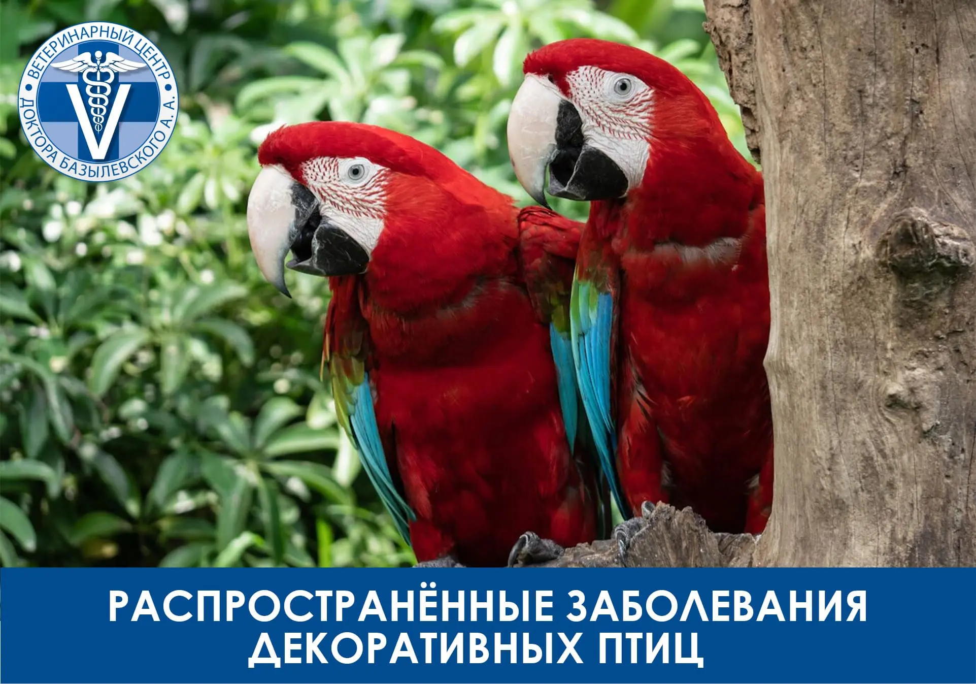 Распространённые заболевания декоративных птиц