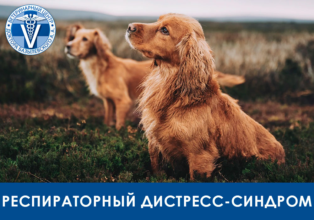 Респираторный дистресс-синдром и его причины