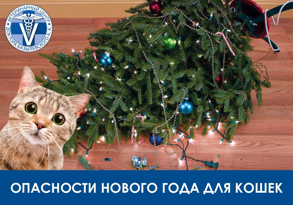 Новый год блиозок, а значит и у котов с кошками появятся необычные для них игрушки - новогоднии украшения. Как же обезопасить своих питомцев от травм?