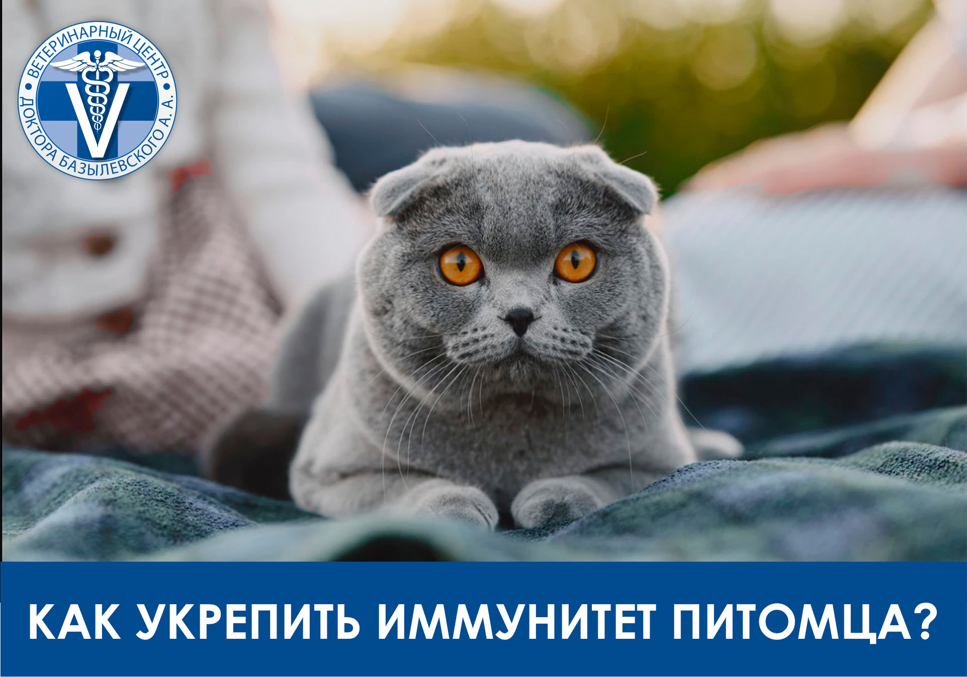 Как укрпеить иммунитет питомца?