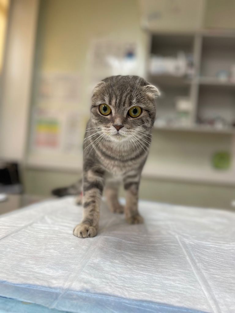 koshka-na-veterinarnom-stole Круглосуточный стационар для животных