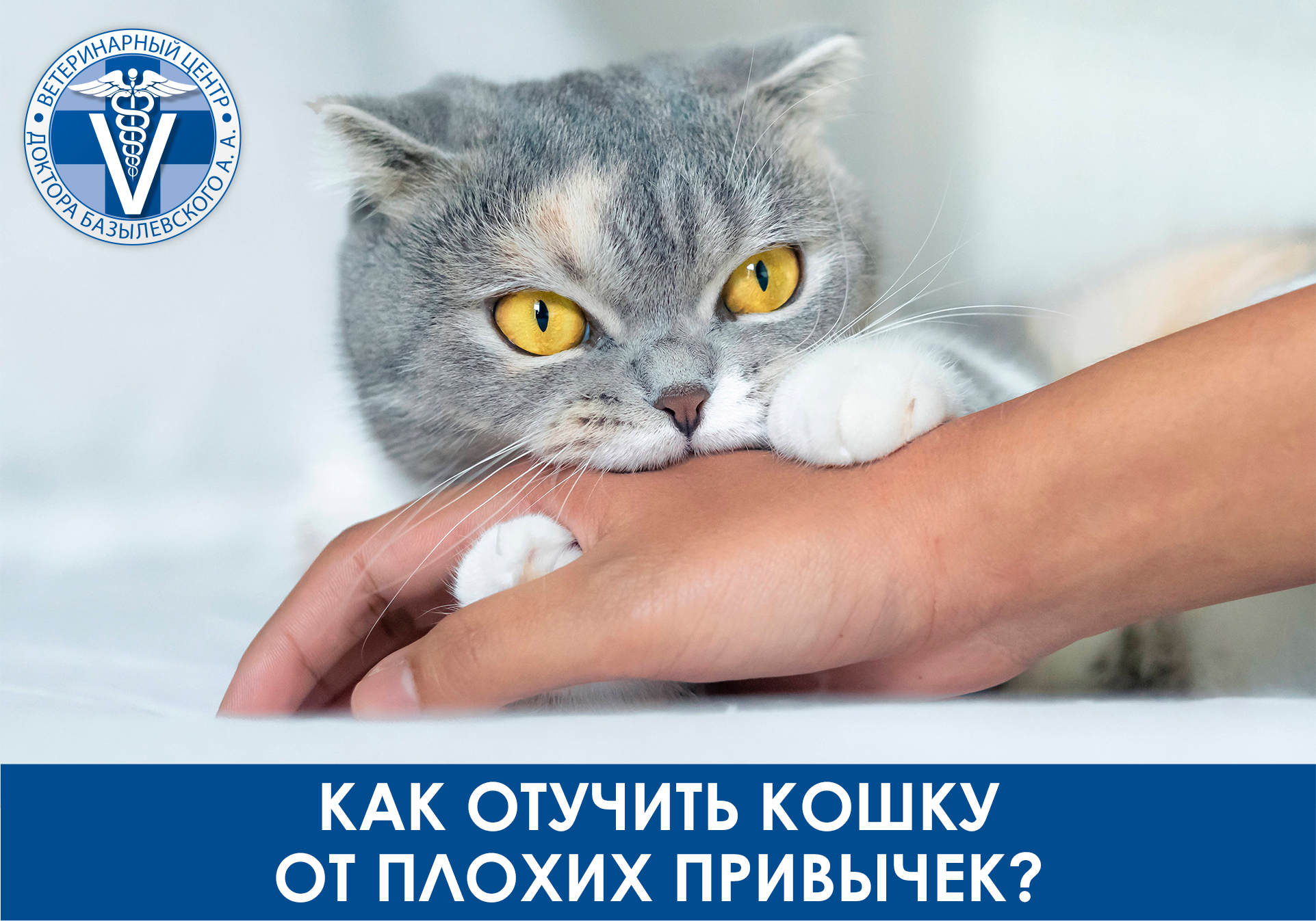Как отучить кошку от плохих привычек?