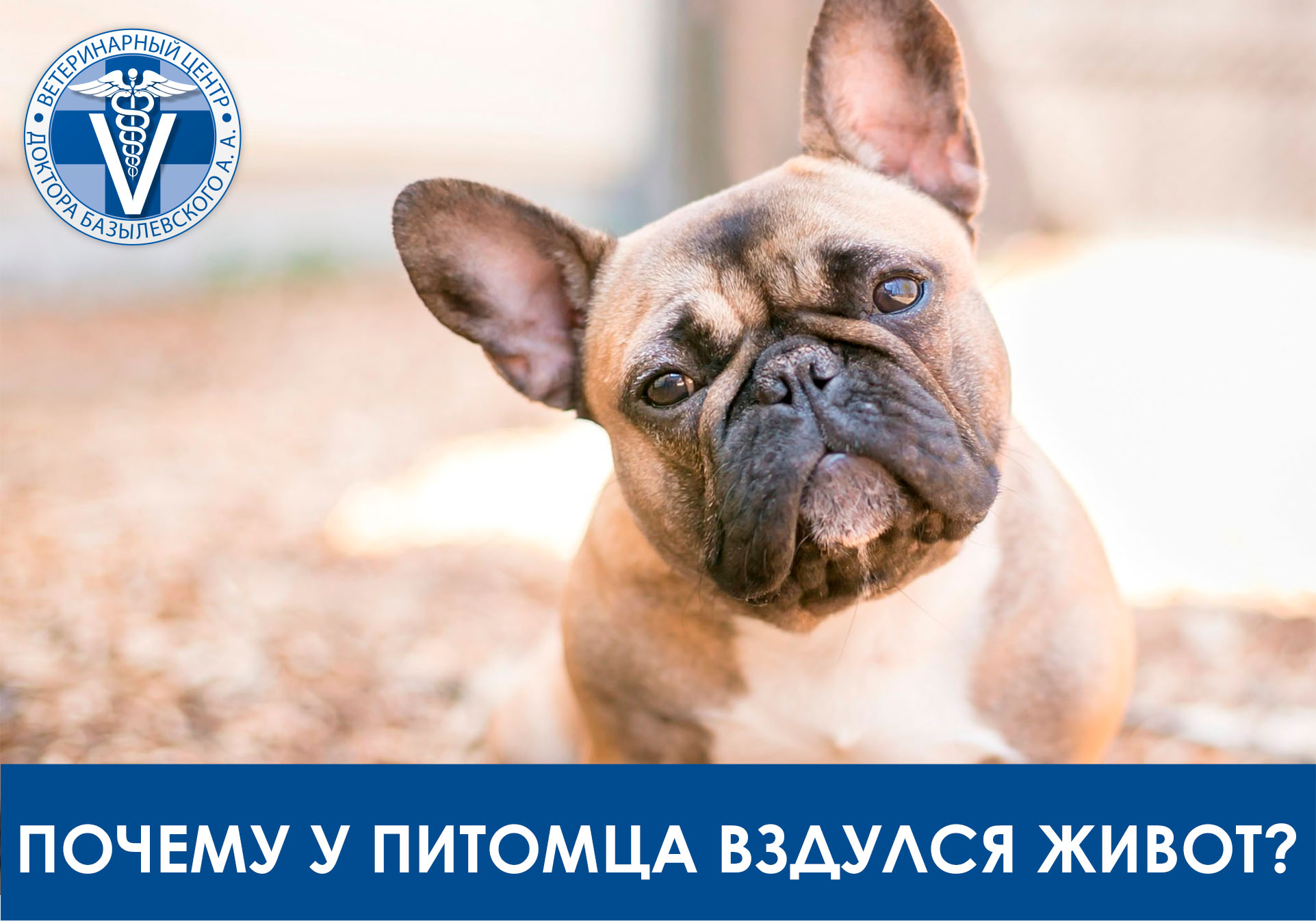 Почему у питомца вздулся живот?
