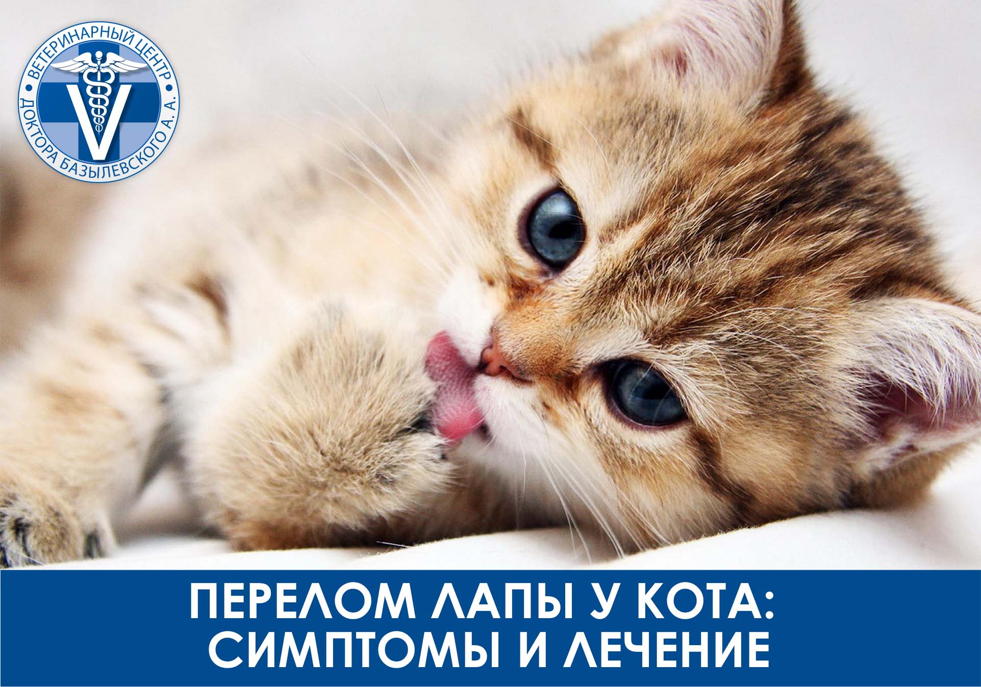 Перелом лапы у кота