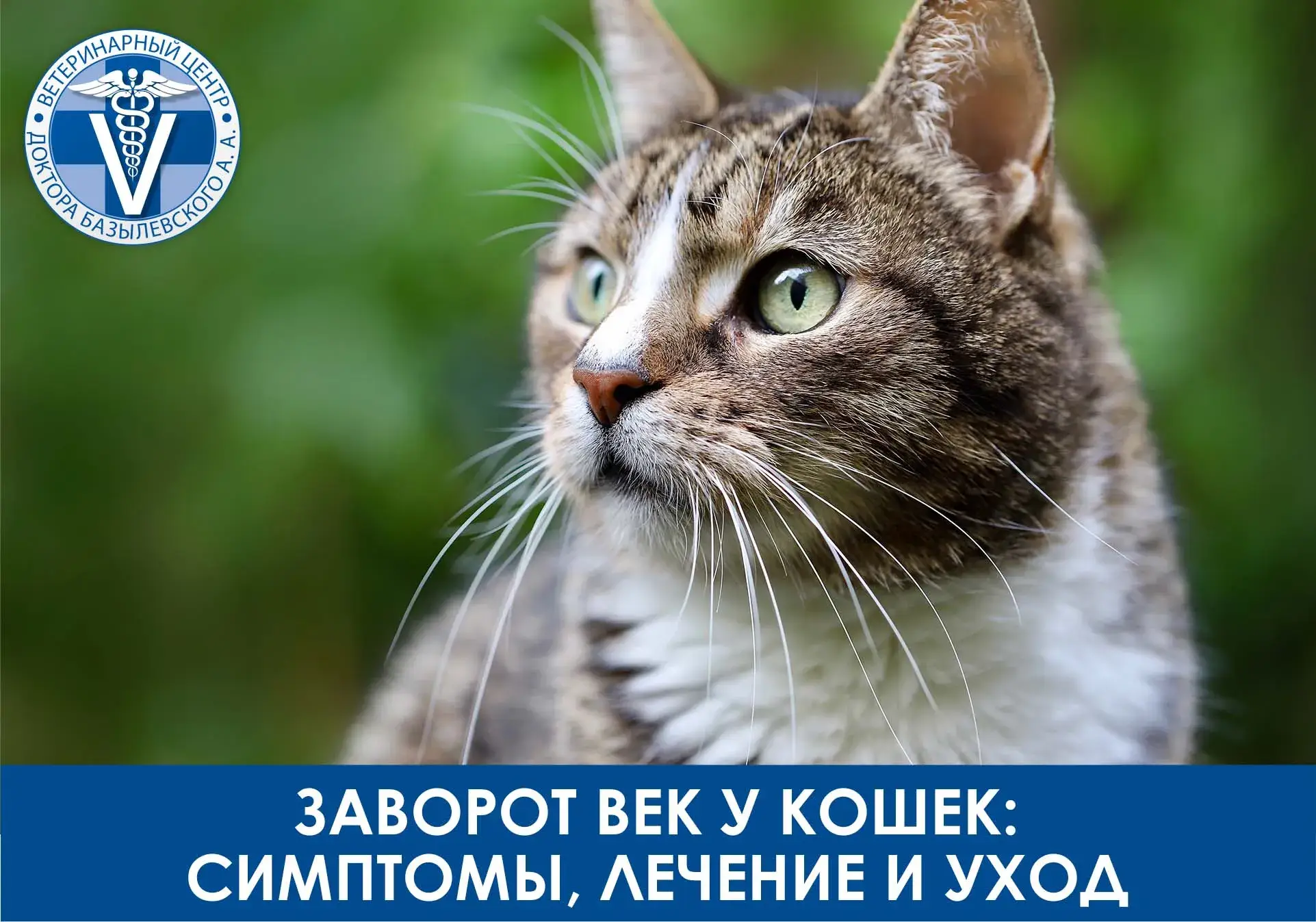 заворот век у кошек
