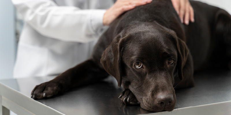 chernaya-sobaka-na-prieme-u-veterinara Прием ветеринарного врача-эндокринолога
