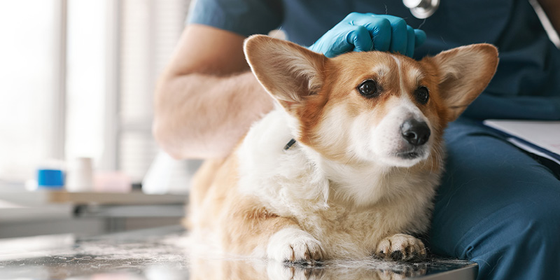 korgi-lezhit-na-veterinarnom-stole Прием ветеринарного врача-эндокринолога