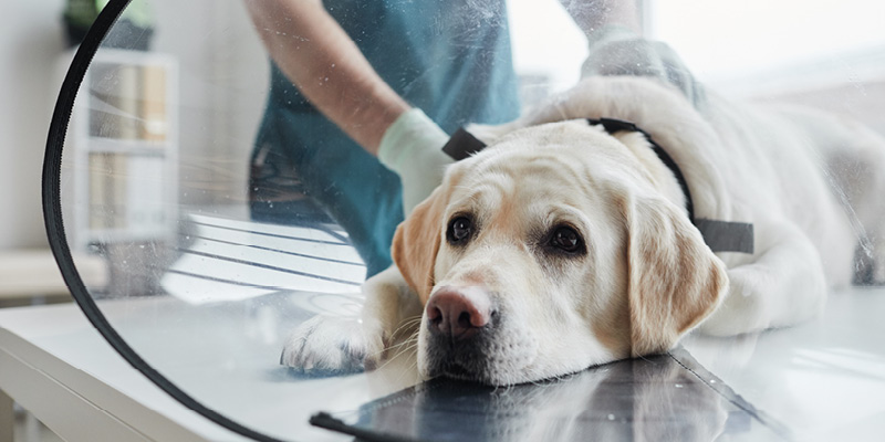 sobaka-lezhit-v-veterinarnom-vorotnike Стерилизация собаки