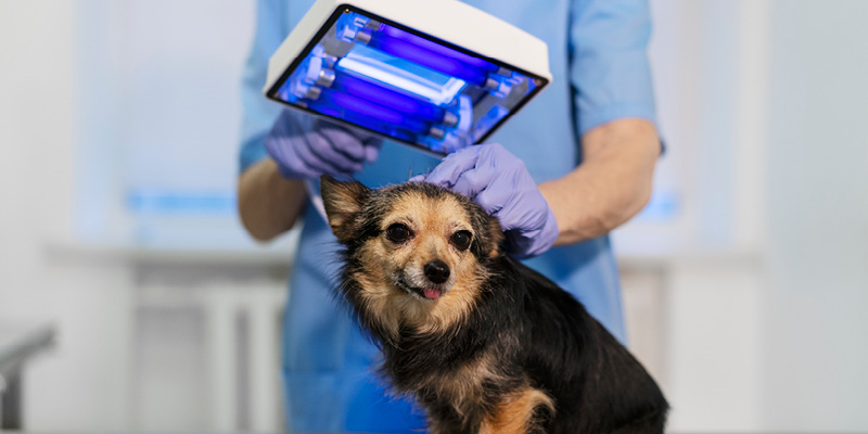 sobaka-na-prieme-u-veterinarnogo-dermatologa Прием ветеринарного врача-дерматолога