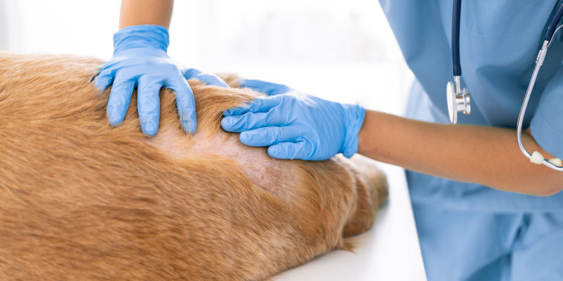 veterinarnyy-dermatolog-osmatrivaet-spinu-ryzhey-sobaki Прием ветеринарного врача-дерматолога