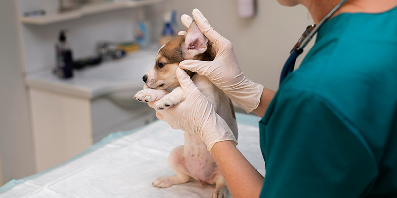 veterinarnyy-dermatolog-osmatrivaet-ushi-shchenku Прием ветеринарного врача-дерматолога