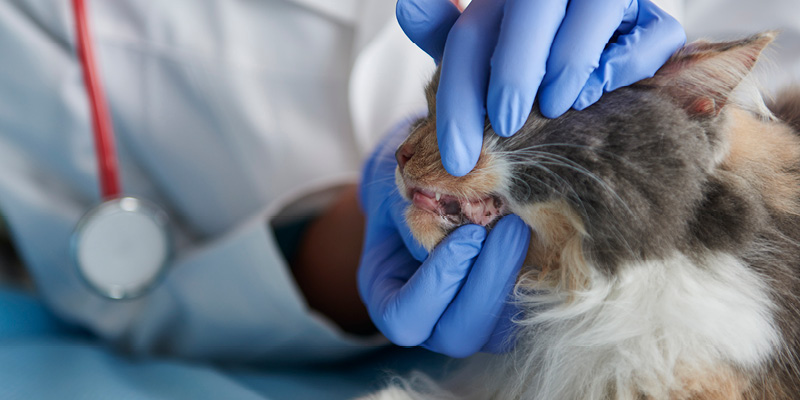 veterinarnyy-vrach-osmatrivaet-kotu-zuby Удаление зубов у животных