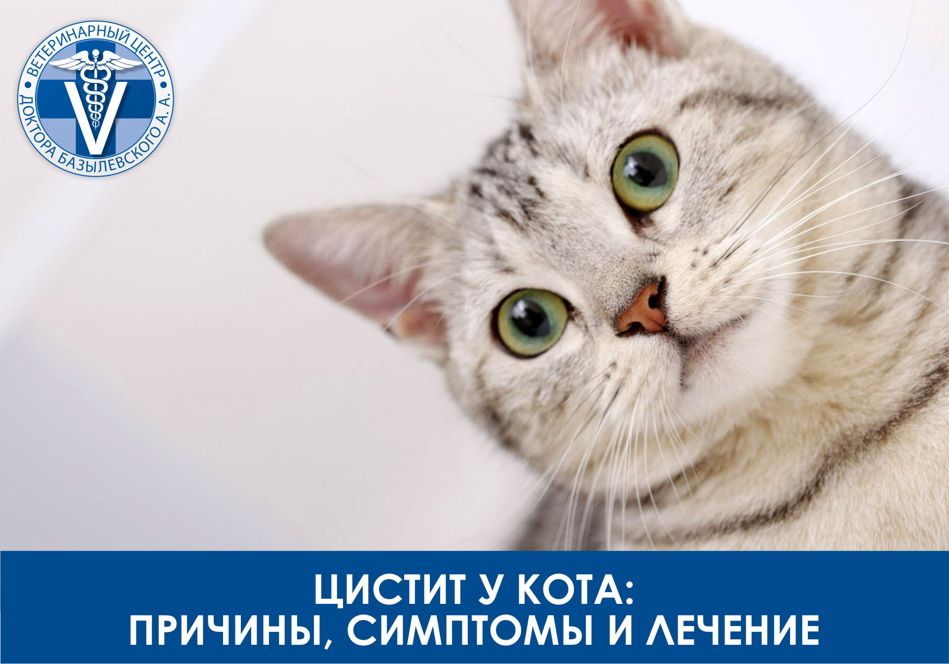 Цистит у кота