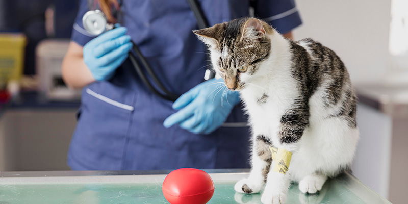 koshka-na-prieme-u-veterinarnogo-vracha-kardiologa Приём ветеринарного врача-кардиолога