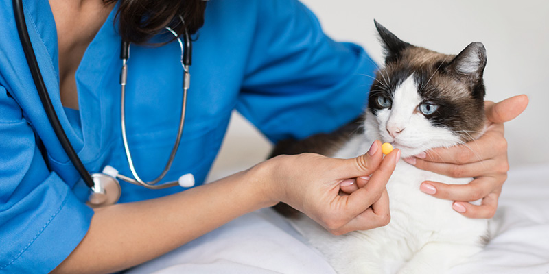 veterinarnyy-vrach-daet-koshke-tabletku Приём ветеринарного врача-онколога