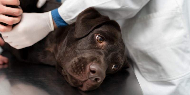 veterinarnyy-vrach-derzhit-sobaku Колоноскопия животным