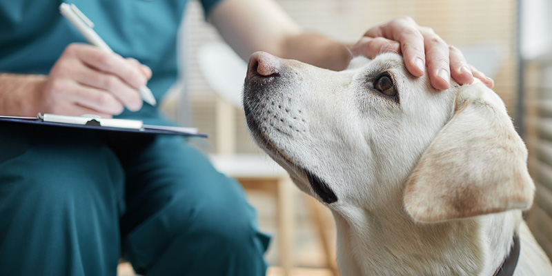 veterinarnyy-vrach-gladit-sobaku Приём ветеринарного врача-онколога