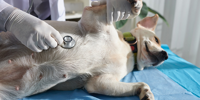veterinarnyy-vrach-kardiolog-slushaet-sobaku-stetoskopom Приём ветеринарного врача-кардиолога