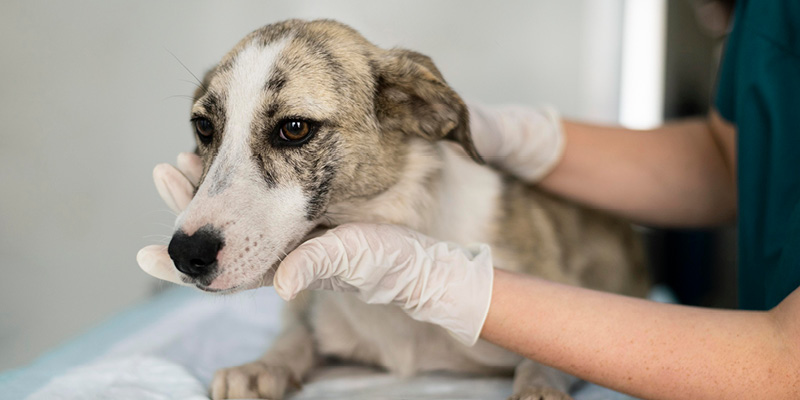 veterinarnyy-vrach-onkolog-osmatrivaet-sobaku Приём ветеринарного врача-онколога