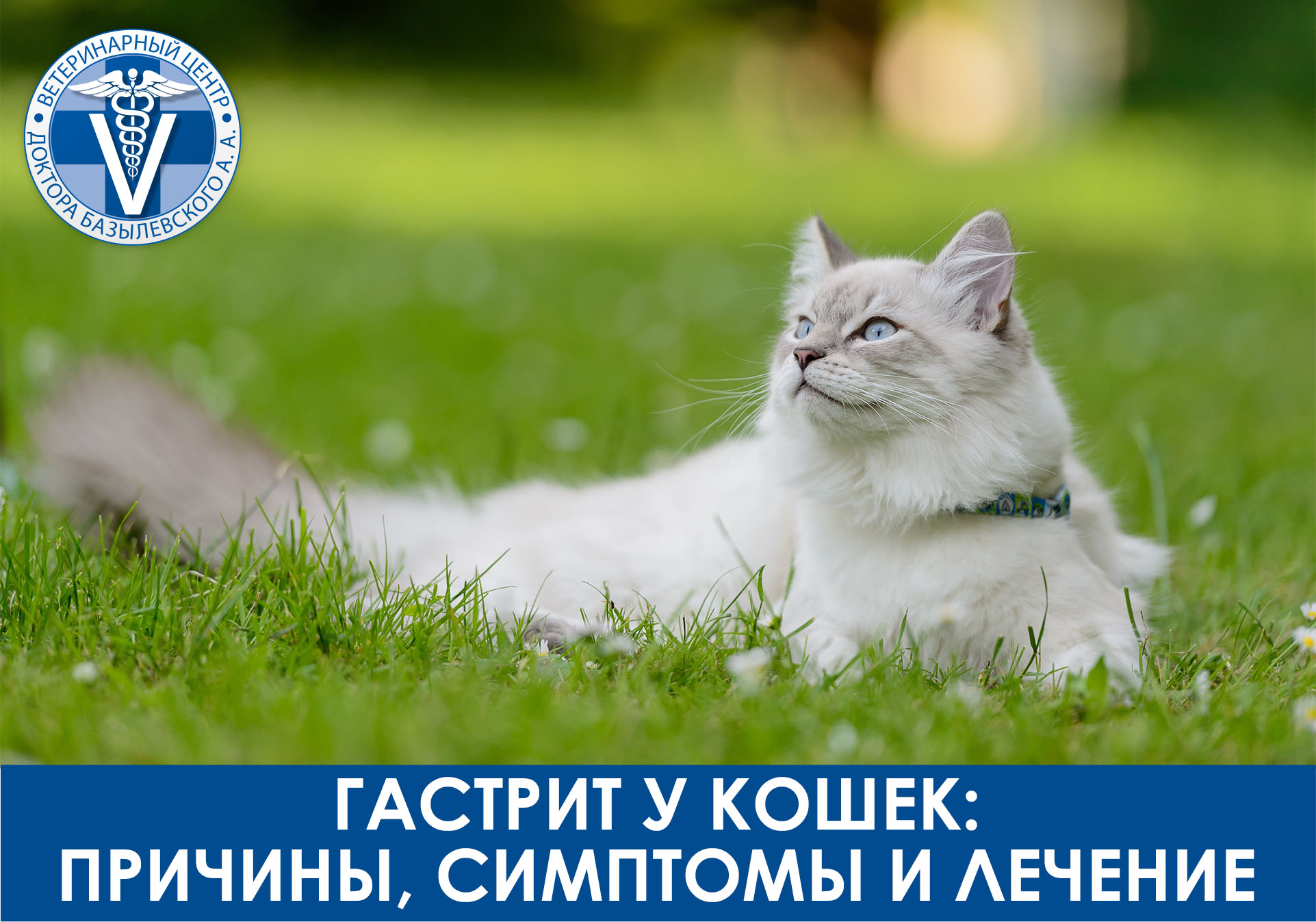 гастрит у кошек