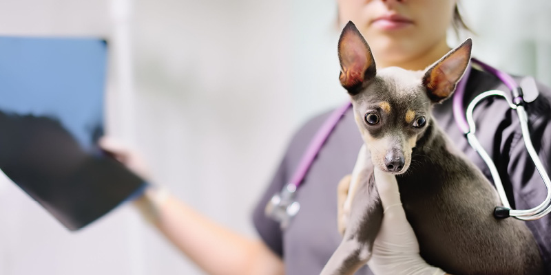 veterinarnyy-vrach-derzhit-sobaku-na-rukah Рентген легких
