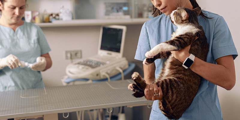 veterinarnyy-vrach-podgotavlivaet-koshku-k-uzi-shchitovidnoy-zhelezy УЗИ щитовидной железы