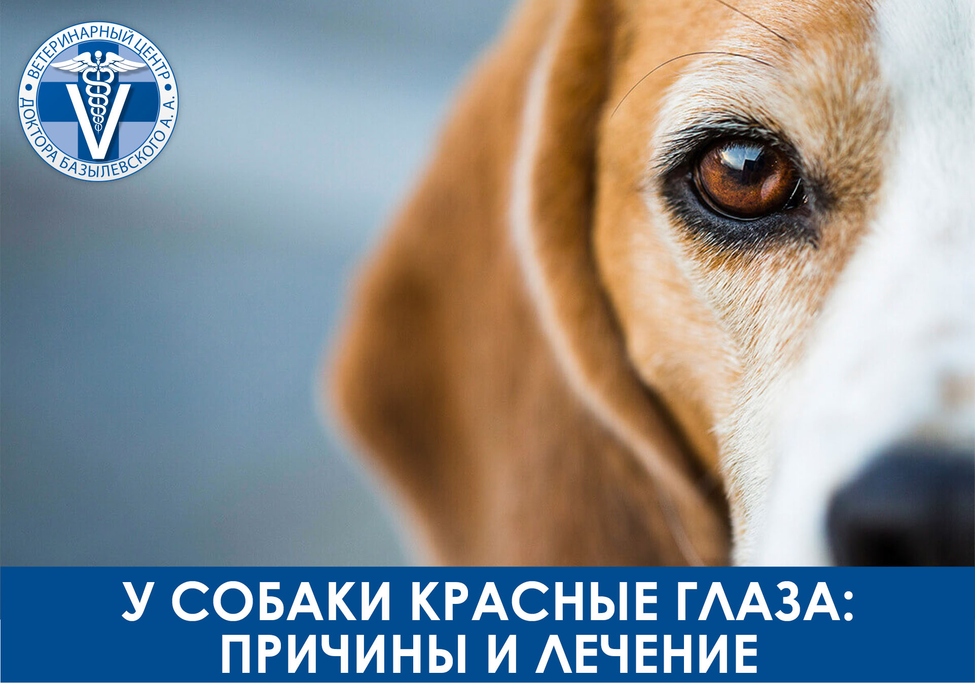 у собаки красные глаза