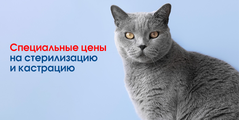 skidka-na-kastraciyu-i-sterilizaciyu-serebryanka Скидки июня в филиале «Минск-Серебрянка»