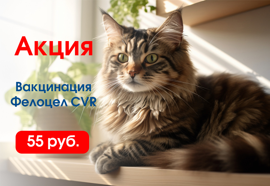 akciya-na-vakcinaciyu-felocel Акция на вакцинацию Фелоцел CVR