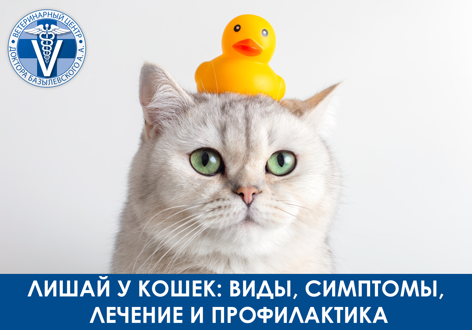 кошка с резиновой уточкой на голове