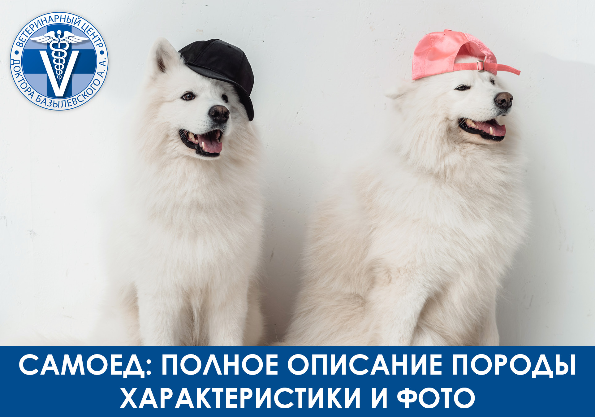две белые собаки