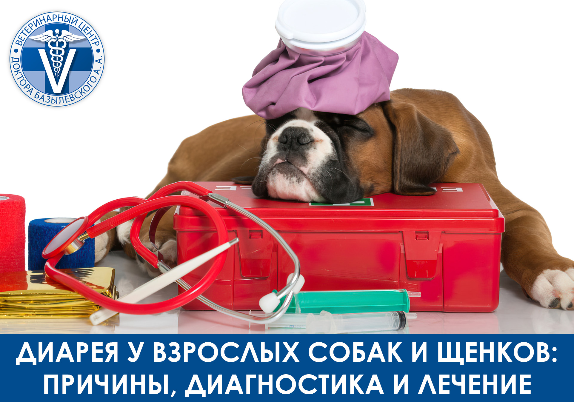 собака на вет наборе